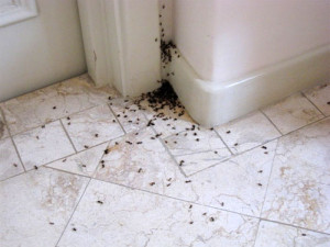 ants