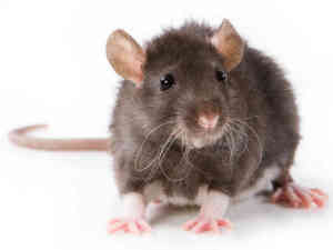 rat 1