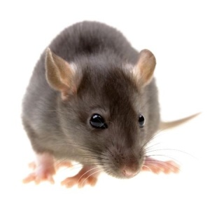 rat 2