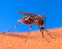 Aedes_aegypti2