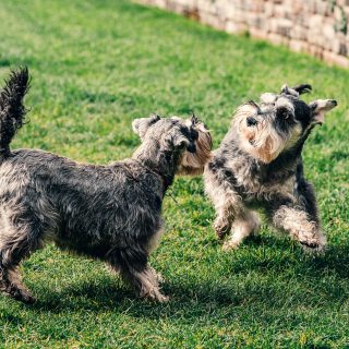 Two Small Dog On A Green Grass Field