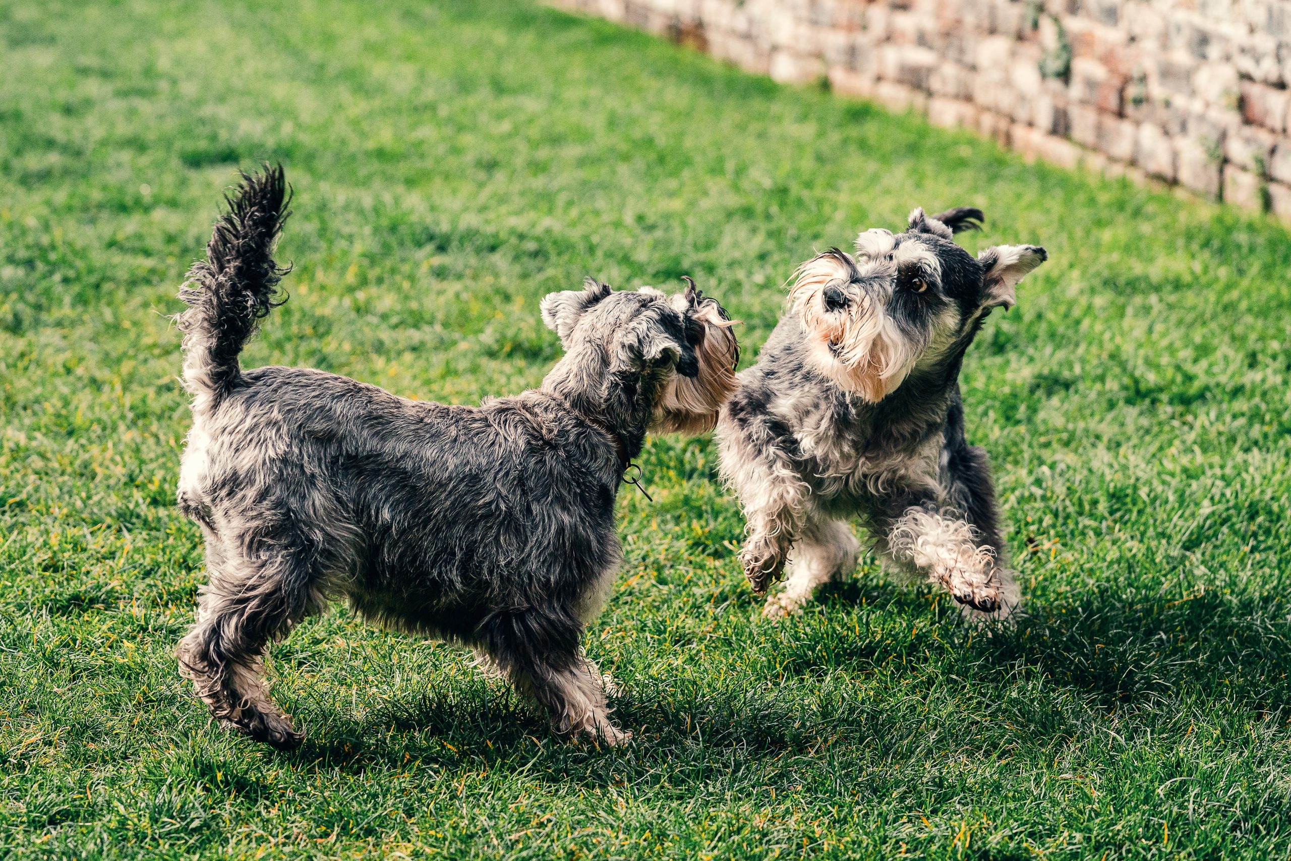 Two Small Dog On A Green Grass Field